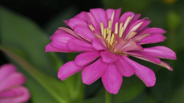 Tokyo, Japan - July 27, 2026: Closeup of common zinnia or youth-and-old-age