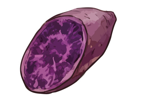 Appetizing purple sweet potato illustration, rich glossy texture with vibrant violet flesh and delicious food styling ／ シズル感のある紫芋のイラスト、つや感のある質感と鮮やかな紫色の果肉を表現した美味しそうなフードイラスト