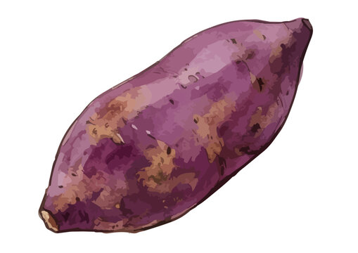 Appetizing purple sweet potato illustration, rich glossy texture with vibrant violet flesh and delicious food styling ／ シズル感のある紫芋のイラスト、つや感のある質感と鮮やかな紫色の果肉を表現した美味しそうなフードイラスト