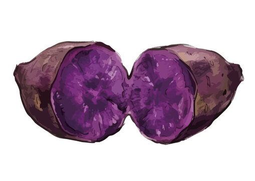 Appetizing purple sweet potato illustration, rich glossy texture with vibrant violet flesh and delicious food styling ／ シズル感のある紫芋のイラスト、つや感のある質感と鮮やかな紫色の果肉を表現した美味しそうなフードイラスト