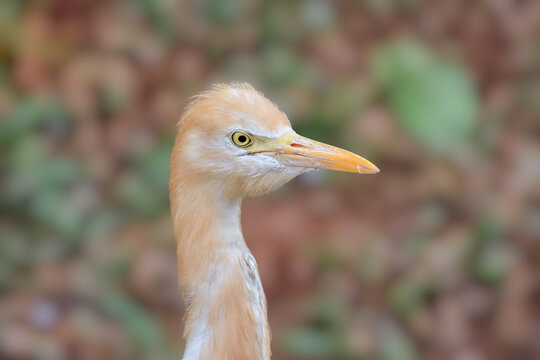 Bubulcus Ibis heron bird close up photo 