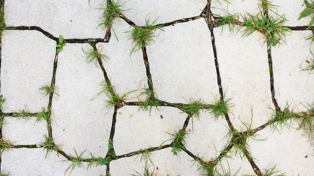 Top view of light grey paving stones with green grass growing in the cracks. Concrete paver texture background with weeds. Nature reclaiming urban environment