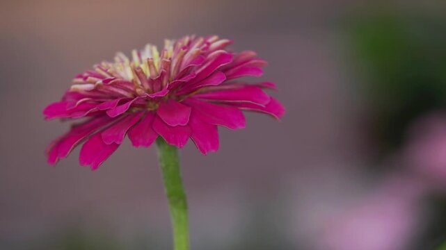 Tokyo, Japan - July 27, 2026: Closeup of common zinnia or youth-and-old-age