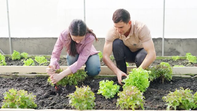 Smart farmer growing organic vegetable in greenhouse garden. Father and daughter caring and recording lettuce plant growth on digital tablet in agriculture organic farm for sustainable living.