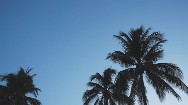 silhouette of Palm trees with blu sky