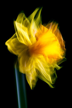 A deliberate camera movement technique captured the intentional yellow daffodil flower