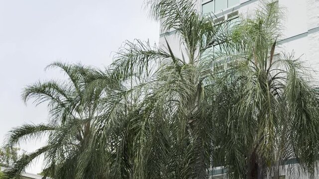 The Arecaceae are a family of perennial, flowering plants in the monocot order Arecales. palm tree. Honolulu, Oahu, Hawaii