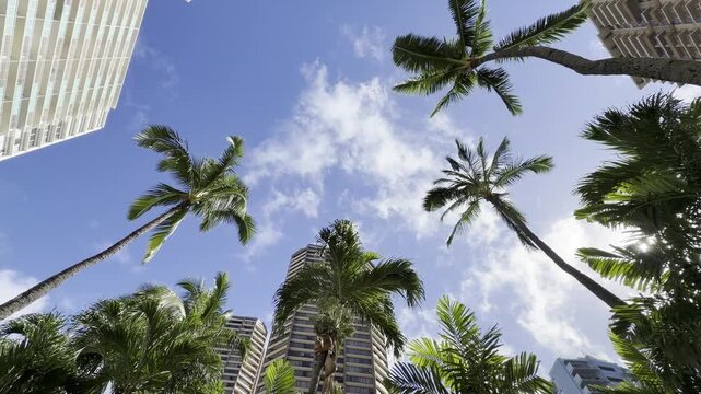 Coconut palm trees with the apartment or hotel building. The coconut (Cocos nucifera) is a member of the palm family (Arecaceae) and the only living species of the genus Cocos. Waikiki, Honolulu, Oahu