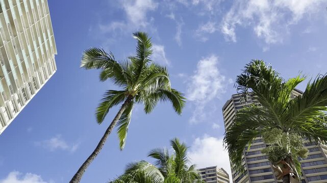Coconut palm trees with the apartment or hotel building. The coconut (Cocos nucifera) is a member of the palm family (Arecaceae) and the only living species of the genus Cocos. Waikiki, Honolulu, Oahu