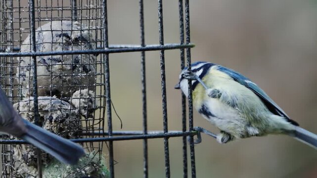blue tit on a fence