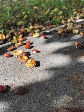 落ちた栗の実が転がる街の道の秋の始まりの風景