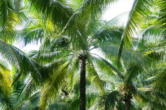 coconut trees