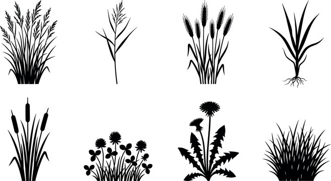 Wild meadow grass and field weed silhouette collection featuring wheat ears reed bulrush clover dandelion flower stalks and root vectors pack
