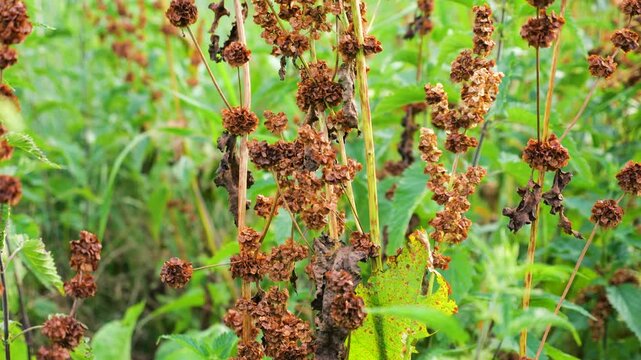 Close-up of dried brown curly dock sorrel seeds on tall stems. Rusty brown seed heads growing in a green summer meadow. Wild rumex confertus with a soft blurred bokeh background.