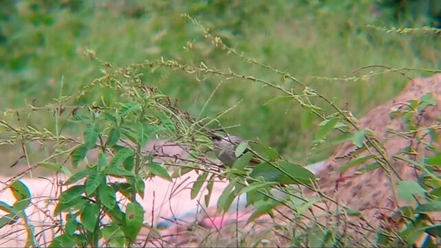 A sooty-headed bulbul perched on a stem.