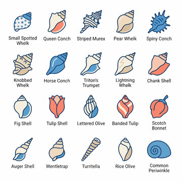 Illustrated Collection of Various Seashells and Marine Shell Types