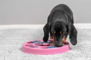 Black and tan dachshund dog sniffing a pink interactive puzzle toy on a soft grey carpet during indoor play. © Masarik