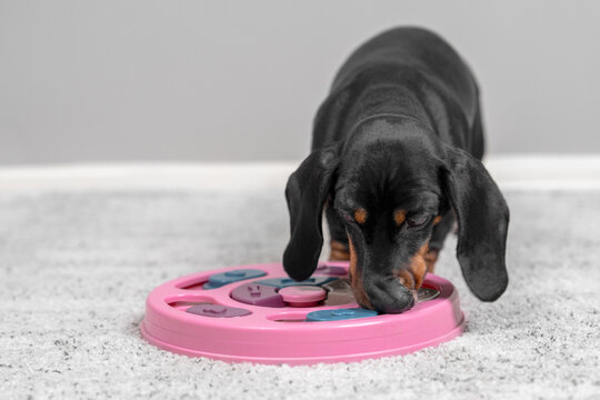 Black and tan dachshund dog sniffing a pink interactive puzzle toy on a soft grey carpet during indoor play.
