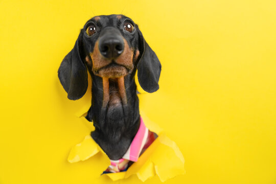  Black dachshund dog in pink collar breaking through torn yellow paper hole with funny face, naughty pet teasing and looking with attention, comic humor concept for bright banner