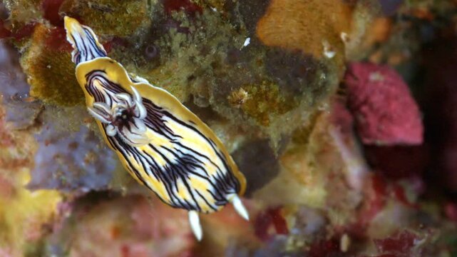 岩肌を移動する縞模様のウミウシ 水中マクロ 4K