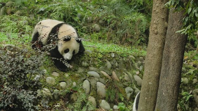 Two pandas exploring natural forest habitat with rocky terrain and greenery