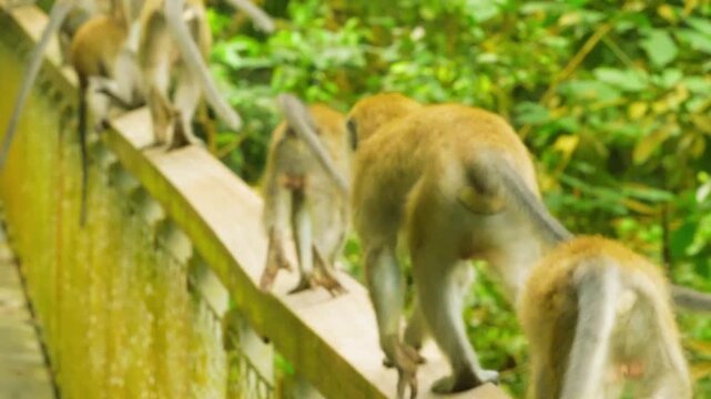 Two monkeys interacting near wooden fence in lush green forest setting