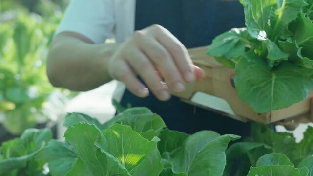 Organic farming, salad farm. Farmers harvest salad vegetables into wooden boxes in rainy. Hydroponics vegetable grow naturally. greenhouse garden, Ecological Biological, Healthy, Vegetarian, ecology