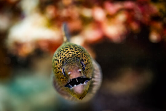 Close up of green spotted moray eel head on with open mouth and teath