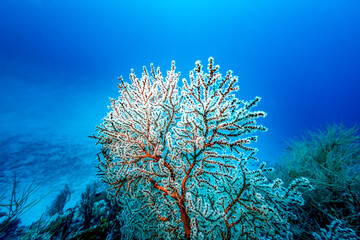 Hard black coral with white polyps extended in blue sea © Pete Niesen Photo