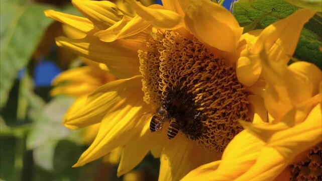 bee on sunflower in close up, part 8