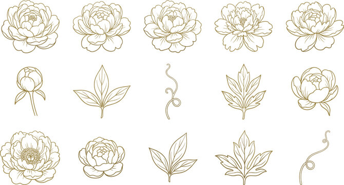 Elegant gold line art peony flower vector set with blooming buds and delicate foliage isolated on white background