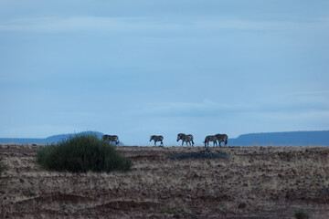 Obraz premium Herd of zebra walk across desert in Namibia