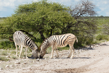 2 Zebras drinking from puddle on the african savannah © Pete Niesen Photo