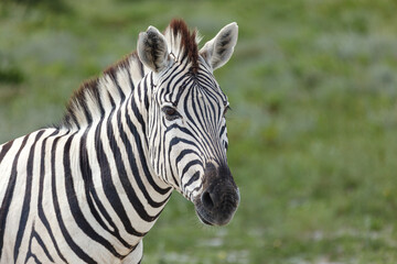 Obraz premium Closeup of the head and face of a zebra, Burchells, Equus quagga,