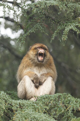 Closeup of African monkey baring his teeth and growling at photographer © Pete Niesen Photo