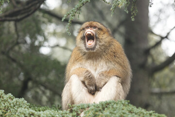 Closeup of African monkey sitting on branch baring his teeth and growling at photographer © Pete Niesen Photo