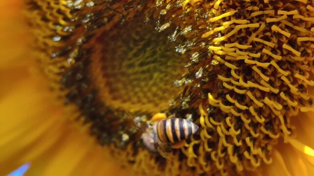 bee on sunflower in close up, part 6