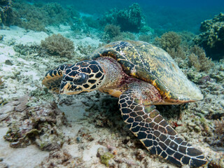 Fototapeta premium Sea turtle on coral ereef