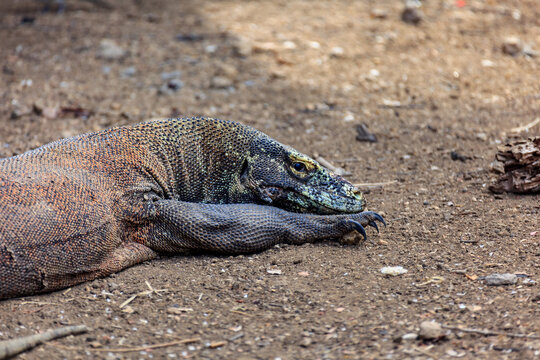 Closeup of  Head and Sharp Claws of  Komodo Dragon ,  Varanus komodoensis,   in Pulau Rinca, Indonesia
