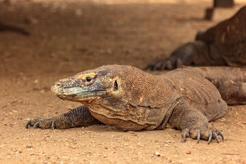 Obraz premium A Komodo dragon (Varanus komodoensis) rests on the ground.