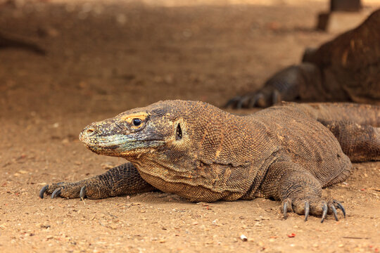 A Komodo dragon (Varanus komodoensis) rests on the ground.