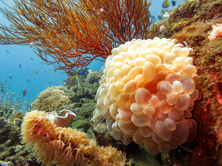Fish Egg Sacks © Pete Niesen Photo