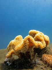 Close up of soft coral colony © Pete Niesen Photo