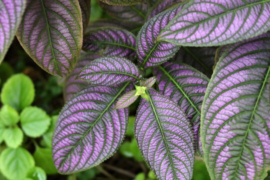 A top-down close-up shot of striking purple and green Strobilanthes dyeriana leaves growing in a garden.