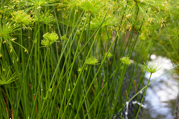 Fototapeta premium Cyperus alternifolius water plant in the pond