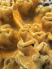 Close-up of a vibrant yellow coral reef with textured polyps. © Pete Niesen Photo
