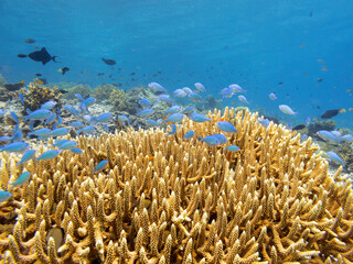 A school of blue damselfish swims over a vibrant coral reef in clear blue water. © Pete Niesen Photo