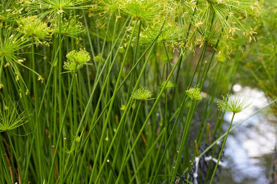 Cyperus alternifolius water plant in the pond