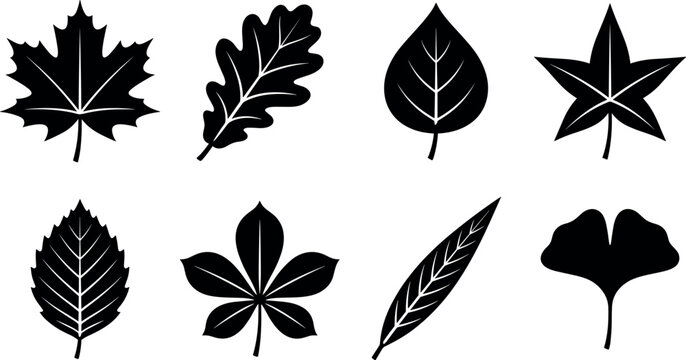 Forest trees leaves black silhouette vector set featuring maple oak birch sweetgum chestnut ginkgo and willow foliage icons
