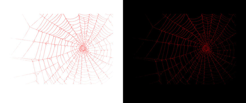 Red spider web illustration, intricate cobweb pattern on white and black backgrounds, spooky halloween design element, geometric silk net